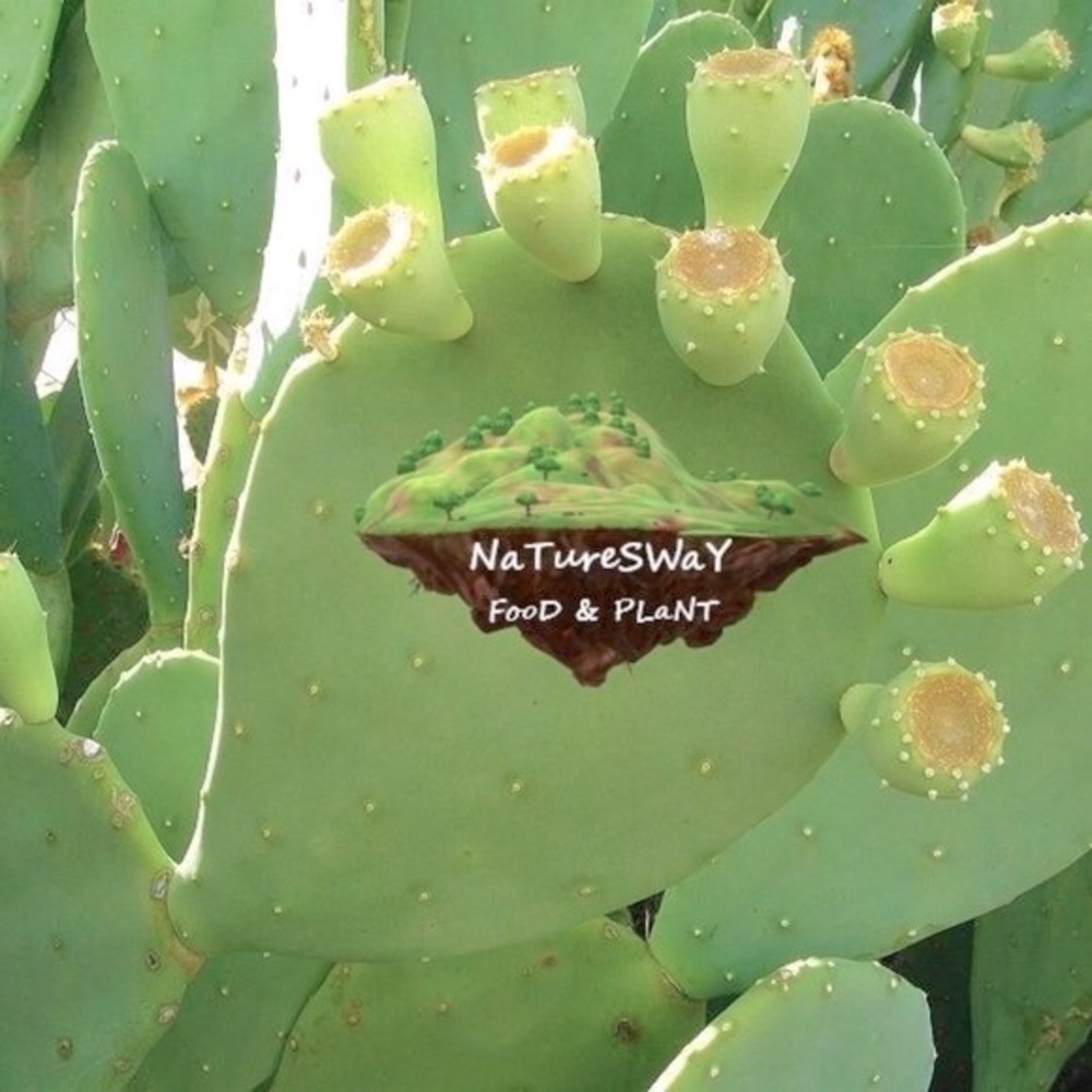 Prickly Pear Cactus 4 ea Spineless Opuntia Decorative Plant and Beauty Regimen